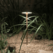 Hudson Lighting Planting Light - IP68 Hudson Lighting